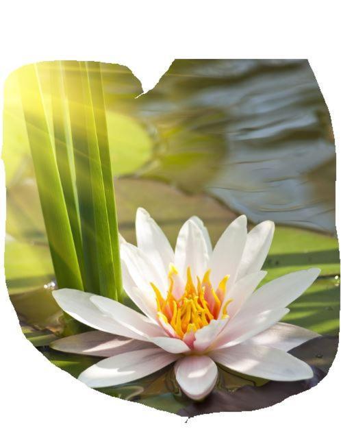 Lotus Flower Sant'Olcese Exterior foto